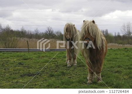 Wide-angle closeup on 2 small hairy ponies in their winter-coat with long manes standing in a prairy 112726484