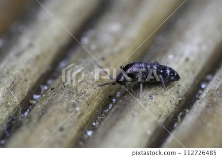 Closeup on a European elongate-bodied springtail , Tomocerus vulgaris sitting on wood 112726485