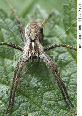 Vertical closeup on a Nursery web spider, Pisaura mirabilis, sitting on a green leaf Vertical closeup on a Nursery web spider, Pisaura mirabilis, sitting on a green leaf 112726493