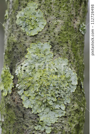 Vertical closeup on a common orange lichen , Xanthoria parietina on a branch Vertical closeup on a common orange lichen , Xanthoria parietina on a branch 112726498