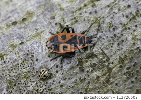 Closeup on a sap sucking bug red fire or linden bug, Pyrrhocoris apterus sitting on wood Closeup on a sap sucking bug red fire or linden bug, Pyrrhocoris apterus sitting on wood 112726502