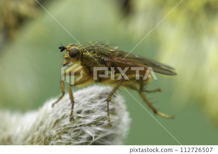 Closeup on a golden dung fly, Scathophaga stercoraria sitting on a goat Willow catkin Closeup on a golden dung fly, Scathophaga stercoraria sitting on a goat Willow catkin 112726507