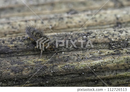 Closeup on a hairy slender springtail, Orchesella villosa sitting on a piece of wood Closeup on a hairy slender springtail, Orchesella villosa sitting on a piece of wood 112726513