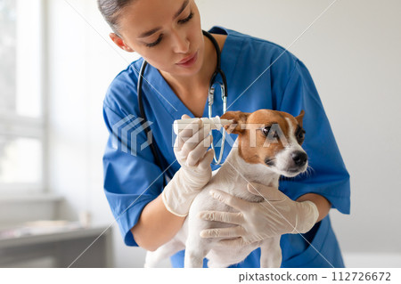 Woman vet using ear drops to Jack Russell Terrier dog 112726672