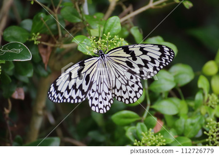 Ogomadara, a butterfly that flies leisurely through the fields and mountains of Okinawa 112726779