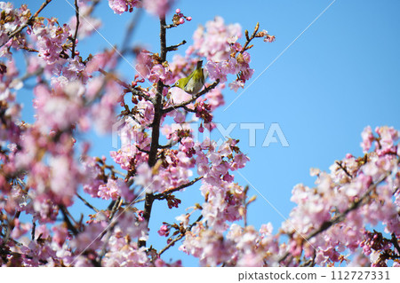 Mejiro and Kawazu cherry tree 112727331