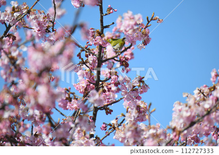 Mejiro和Kawazu櫻桃樹 Mejiro和Kawazu櫻桃樹 112727333