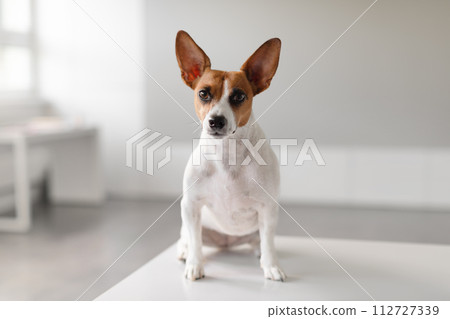 Alert small dog with large ears in clinic Alert small dog with large ears in clinic 112727339