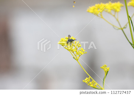 Rurimon山毛櫸 Rurimon山毛櫸 112727437