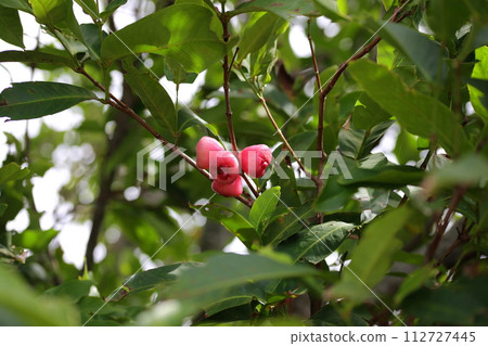 Lembu - 一種味道清淡的熱帶水果 112727445