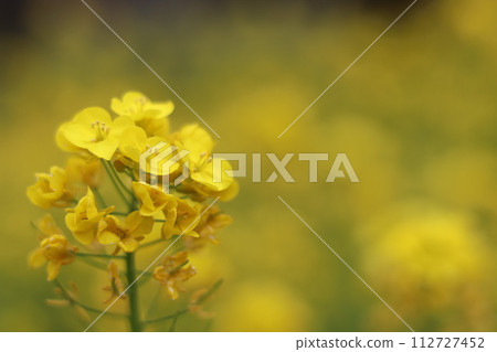 Rape blossoms bathed in spring sunlight Rape blossoms bathed in spring sunlight 112727452