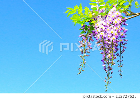 清新的綠色植物和淺紫色的紫藤花 112727623