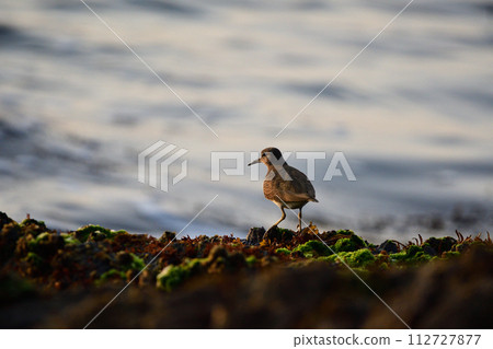 A sandpiper staring at the sea A sandpiper staring at the sea 112727877