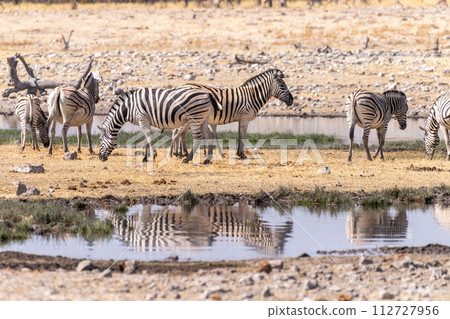 Zebras near a waterhole 112727956