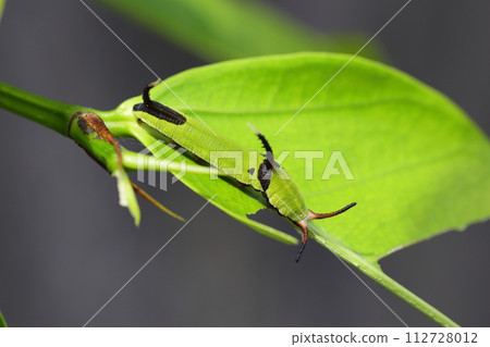 Ishigake butterfly larva Ishigake butterfly larva 112728012