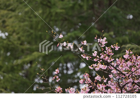 河津櫻花盛開的綜合綠化中心 河津櫻花盛開的綜合綠化中心 112728105