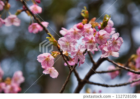 Comprehensive green center where Kawazu cherry blossoms are in full bloom Comprehensive green center where Kawazu cherry blossoms are in full bloom 112728106