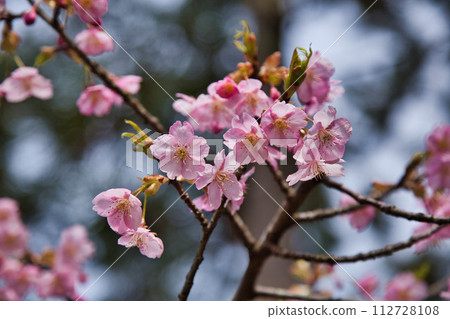 河津櫻花盛開的綜合綠化中心 河津櫻花盛開的綜合綠化中心 112728108
