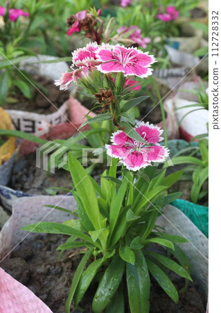Telstar Carmine Rose Dianthus flower plant 112728332