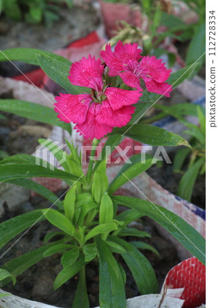 Telstar Carmine Rose Dianthus flower plant 112728334