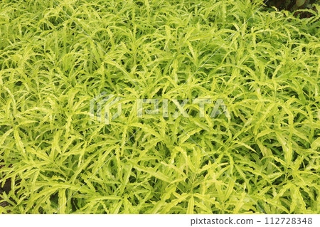 Akalipa yellow tree plant on farm Akalipa yellow tree plant on farm 112728348