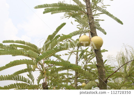 Amla gooseberry on tree in farm Amla gooseberry on tree in farm 112728350