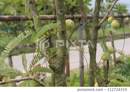 Amla gooseberry on tree in farm Amla gooseberry on tree in farm 112728359