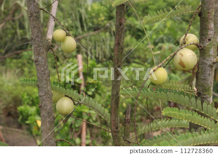 Amla gooseberry on tree in farm 112728360