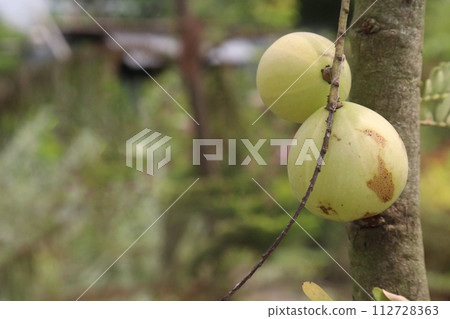 Amla gooseberry on tree in farm 112728363