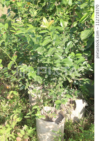 Carissa carandas tree plant on farm Carissa carandas tree plant on farm 112728370