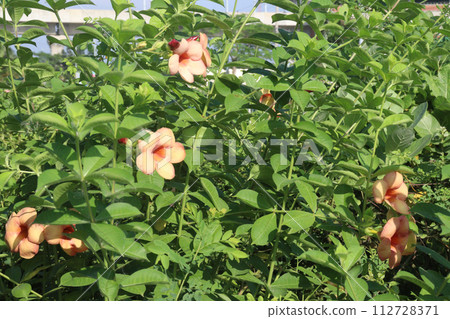 Allamanda blanchetii flower on tree 112728371