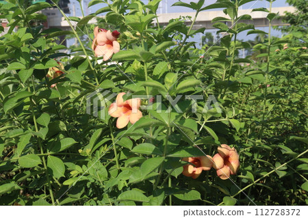 Allamanda blanchetii flower on tree 112728372