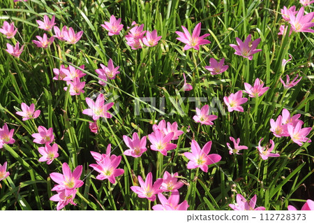 Pink Colored Autumn zephyrlily plant on farm 112728373