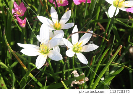 white colored Autumn zephyrlily plant on farm 112728375