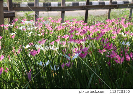 Pink Colored Autumn zephyrlily plant on farm 112728390