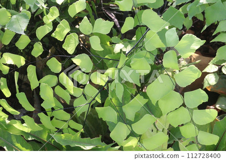 Adiantum trapeziforme leaf plant on farm 112728400