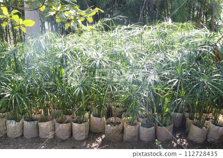 Cyperus alternifolius leaf plant seedling 112728435