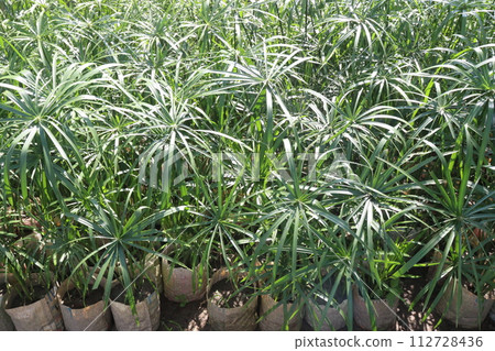 Cyperus alternifolius leaf plant seedling 112728436