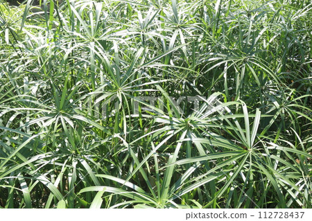 Cyperus alternifolius leaf plant seedling Cyperus alternifolius leaf plant seedling 112728437