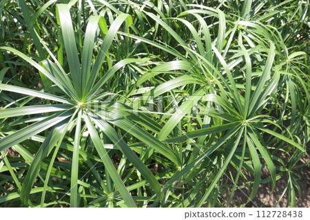 Cyperus alternifolius leaf plant seedling Cyperus alternifolius leaf plant seedling 112728438
