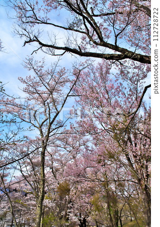 Cherry blossoms at Yato Castle Ruins are in full bloom Cherry blossoms at Yato Castle Ruins are in full bloom 112728722