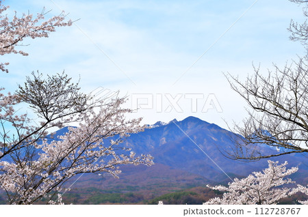 矢東城遺址櫻花盛開 112728767