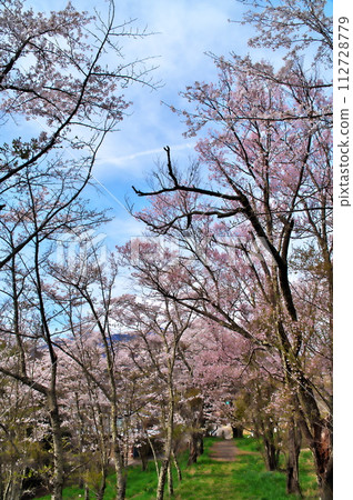 矢東城遺址櫻花盛開 矢東城遺址櫻花盛開 112728779