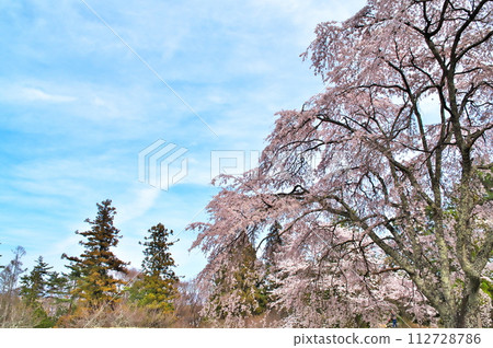 矢東城遺址櫻花盛開 矢東城遺址櫻花盛開 112728786