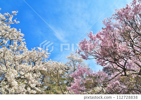 Cherry blossoms at Yato Castle Ruins are in full bloom Cherry blossoms at Yato Castle Ruins are in full bloom 112728838