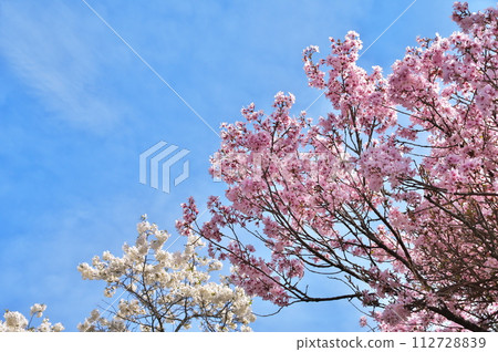 Cherry blossoms at Yato Castle Ruins are in full bloom 112728839