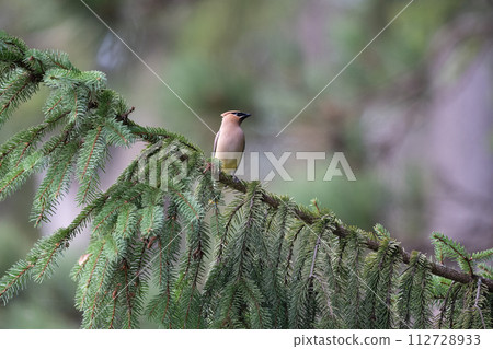 Cedar Waxwing Perched on a Spruce Branch 112728933