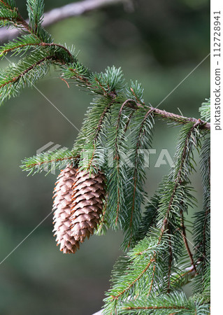 Spruce Branch with Cones 112728941