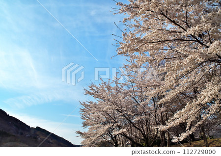 公園裡盛開的櫻花 公園裡盛開的櫻花 112729000