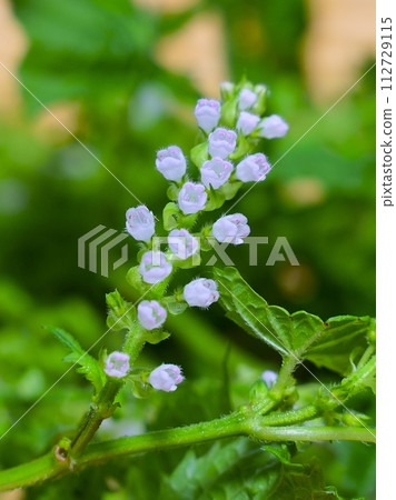 嘉保四郎 嘉保四郎 112729115